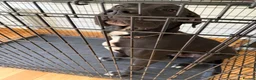 Great Dane dogs for sale: KC Beautiful male Great Dane - Advert 1