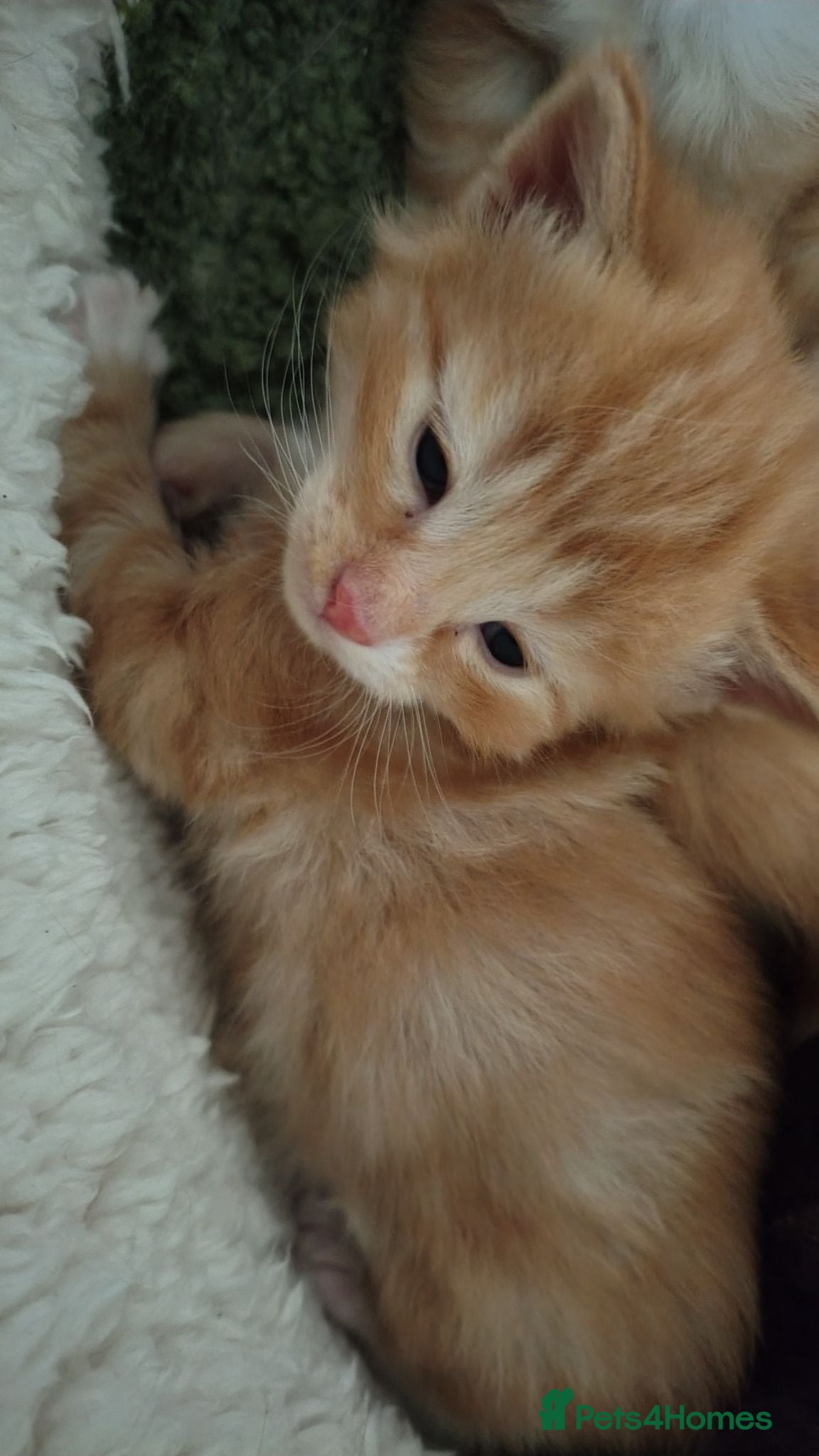 Norwegian Forest Cat cats Ready to leave next week Pedigree NFO kittens - Advert 21