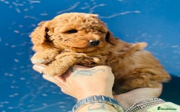 Miniature Poodle dogs for sale: Wow 🤩 how stunning  - Image 8