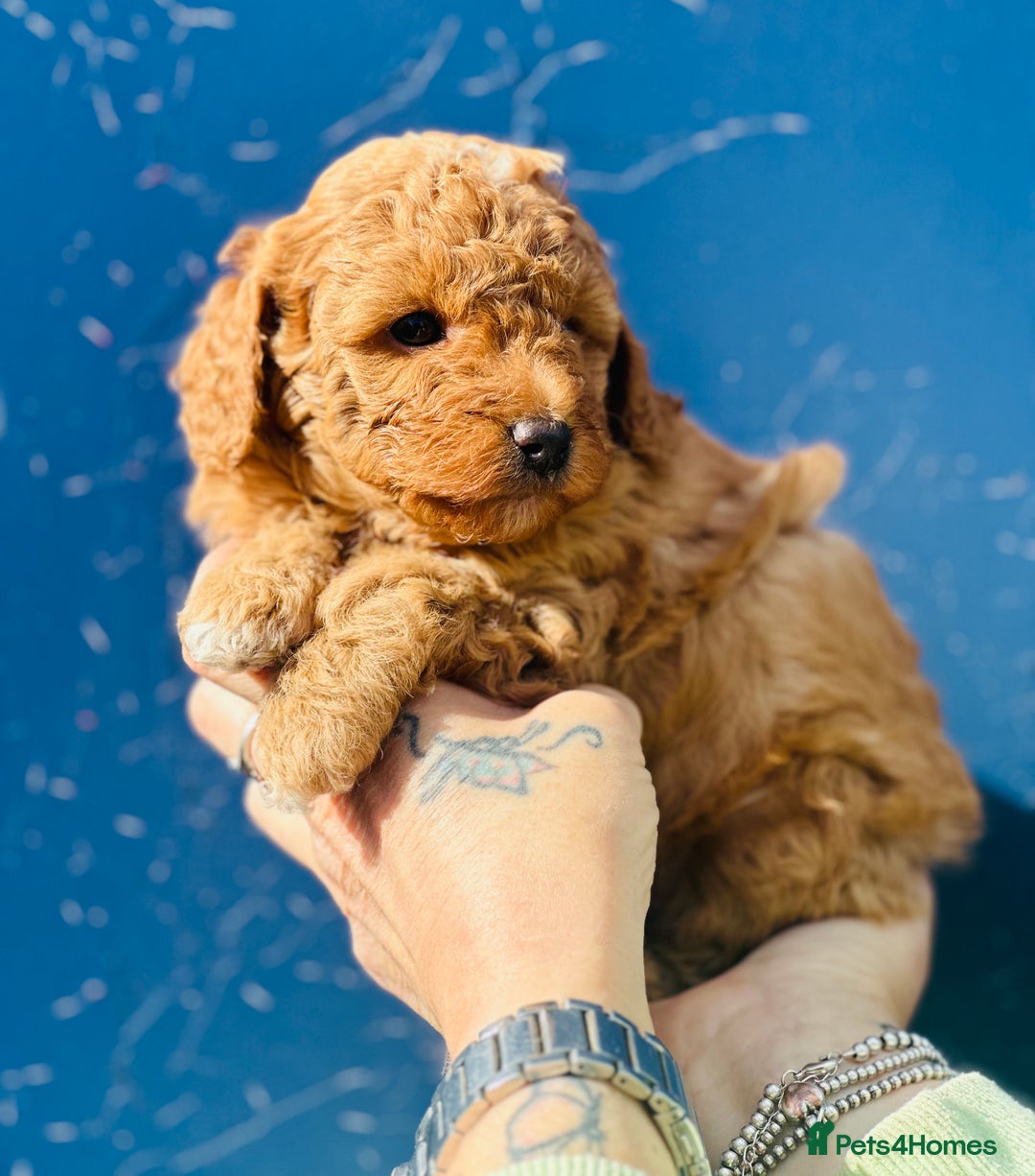 Miniature Poodle dogs for sale: Wow 🤩 how stunning  - Image 8
