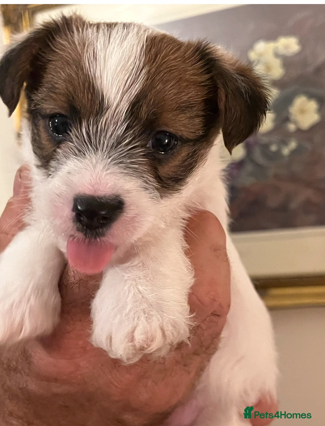 Jack Russell dogs for stud: Super KC Reg Health Tested Jack Russell  - Image 8