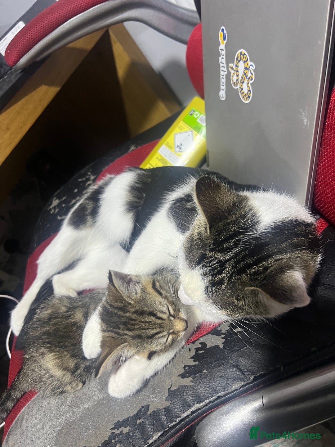 Domestic Shorthair cats for sale: Girl and a boy  - Advert 2