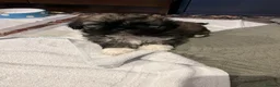 Shih Tzu dogs for sale: 12 week old Male shihtzu puppy - Advert 9