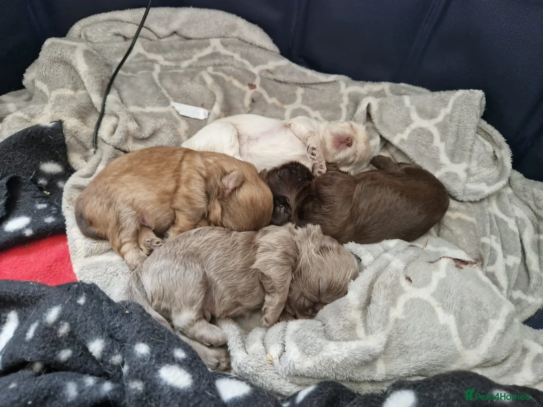 Shih Tzu dogs for stud: KC Karashishi Imperial Chocolate/Lavender Stud in Derby - Advert 17