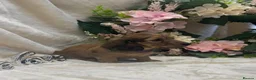 Miniature Dachshund dogs for sale: Stunning KC Long Haired Miniature Dachshund 🐶🐶 - Advert 34