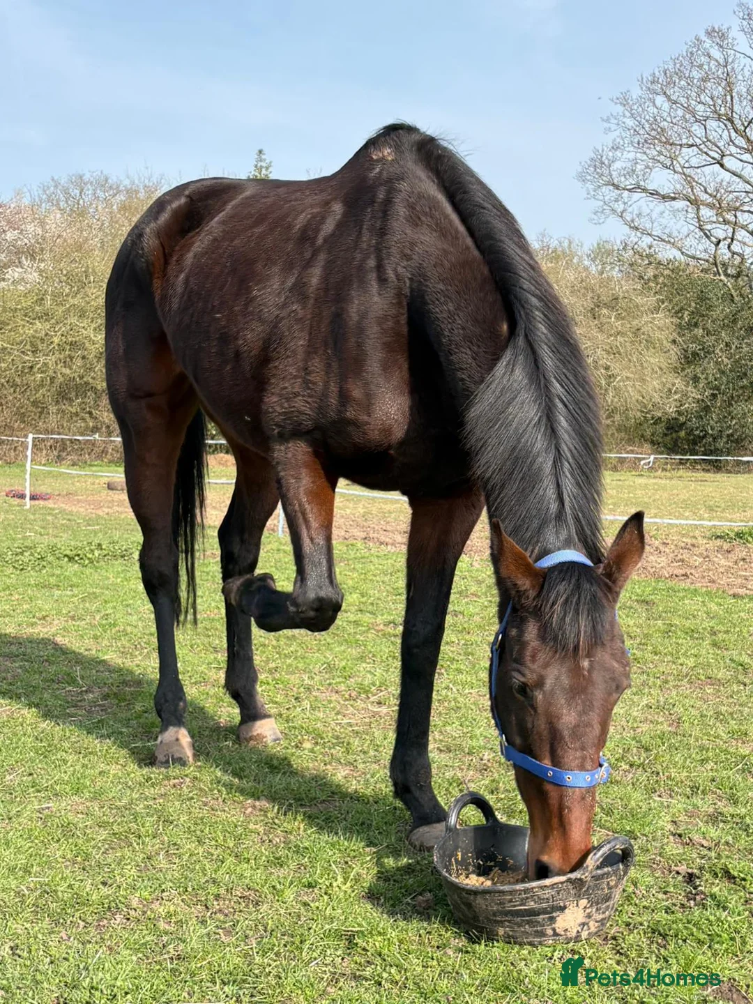 Irish Thoroughbred horses for sale: 16.1hh Stunning mare in Coventry - Advert 1