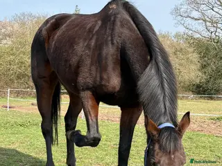 Irish Thoroughbred horses 16.1hh Stunning mare - Advert 3