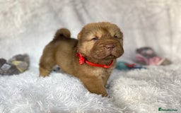 Shar Pei dogs for sale: ⭐️Quality Shar pei puppies for sale⭐️ - Image 9
