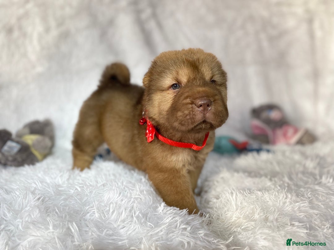 Shar Pei dogs for sale: ⭐️Quality Shar pei puppies for sale⭐️ - Image 9