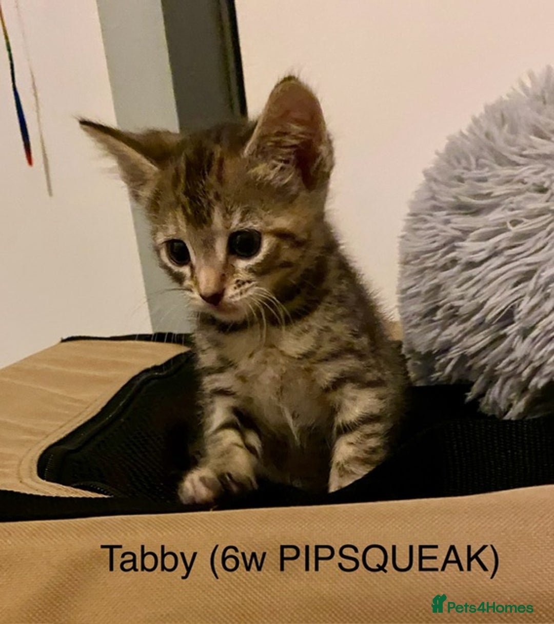 Mixed Breed cats for sale: Last little girl wanting forever home - Advert 10