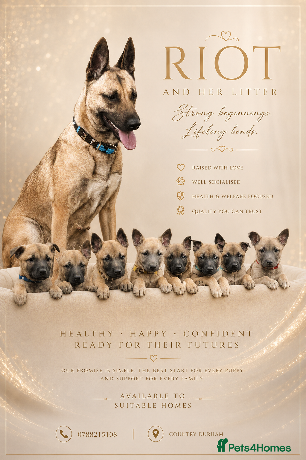 Belgian Shepherd Dog dogs for sale: 🤩 Belgian Malinois Puppies 🤩 - Advert 1