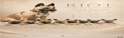 Belgian Shepherd Dog dogs for sale: 🤩 Belgian Malinois Puppies 🤩 in Crook - Advert 1