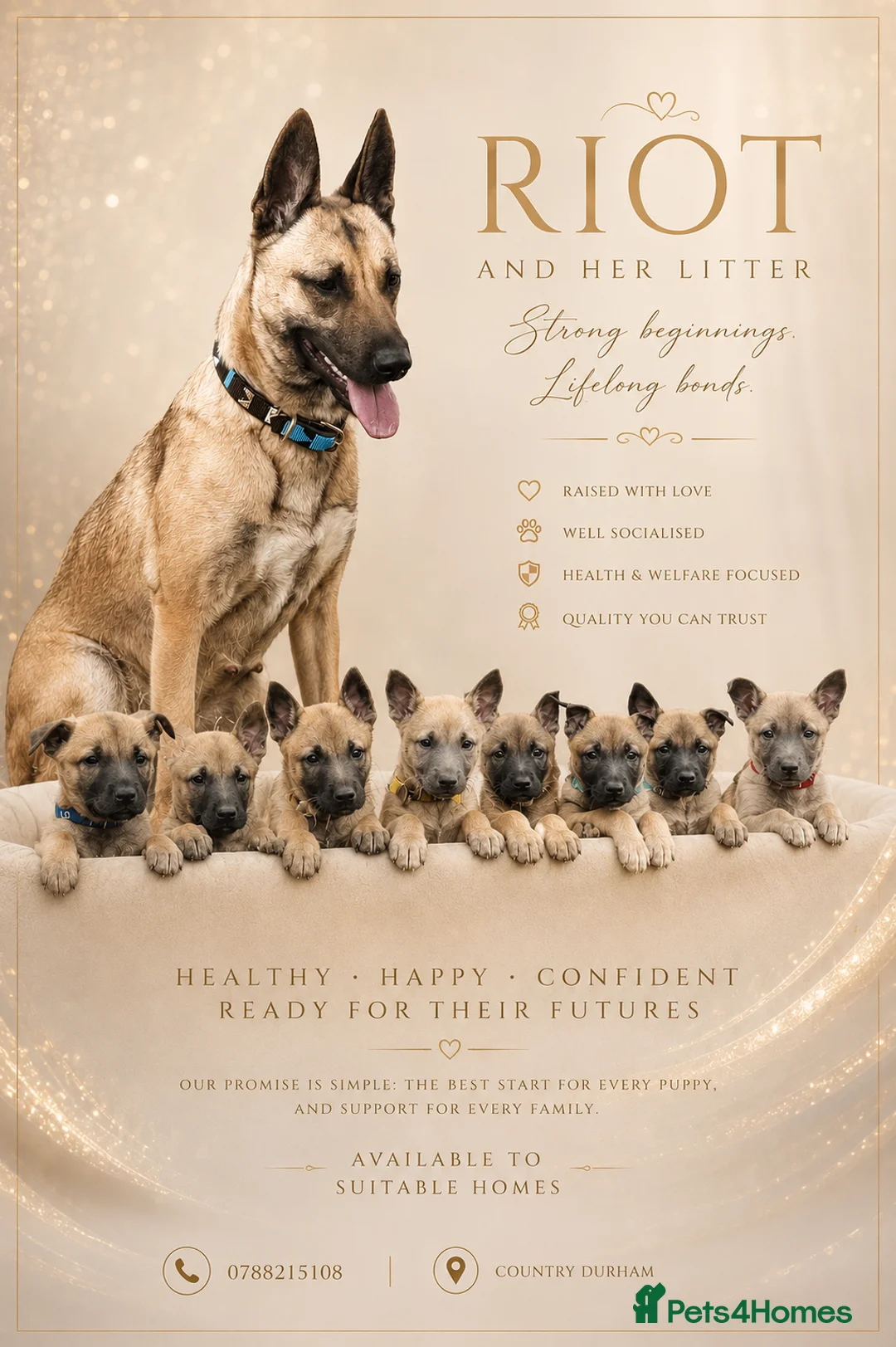 Belgian Shepherd Dog dogs for sale: 🤩 Belgian Malinois Puppies 🤩 in Crook - Advert 1