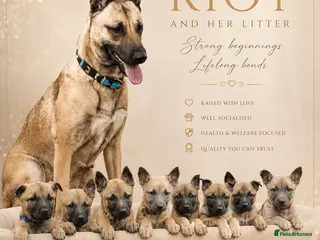 Belgian Shepherd Dog dogs for sale: 🤩 Belgian Malinois Puppies 🤩 - Advert 2