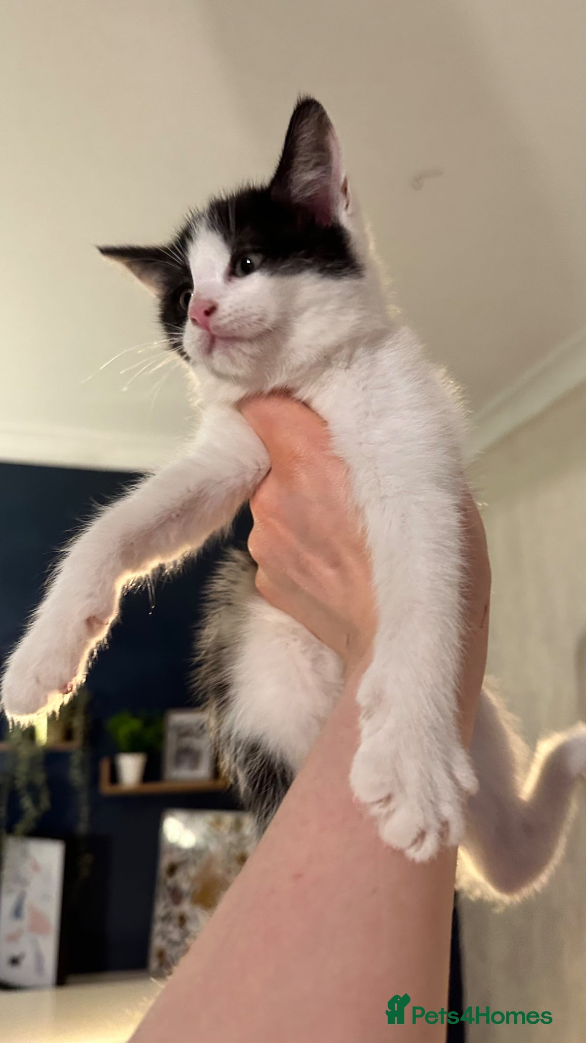 Mixed Breed cats for sale: Ready too leave beautiful kittens 2 temaining - Advert 10