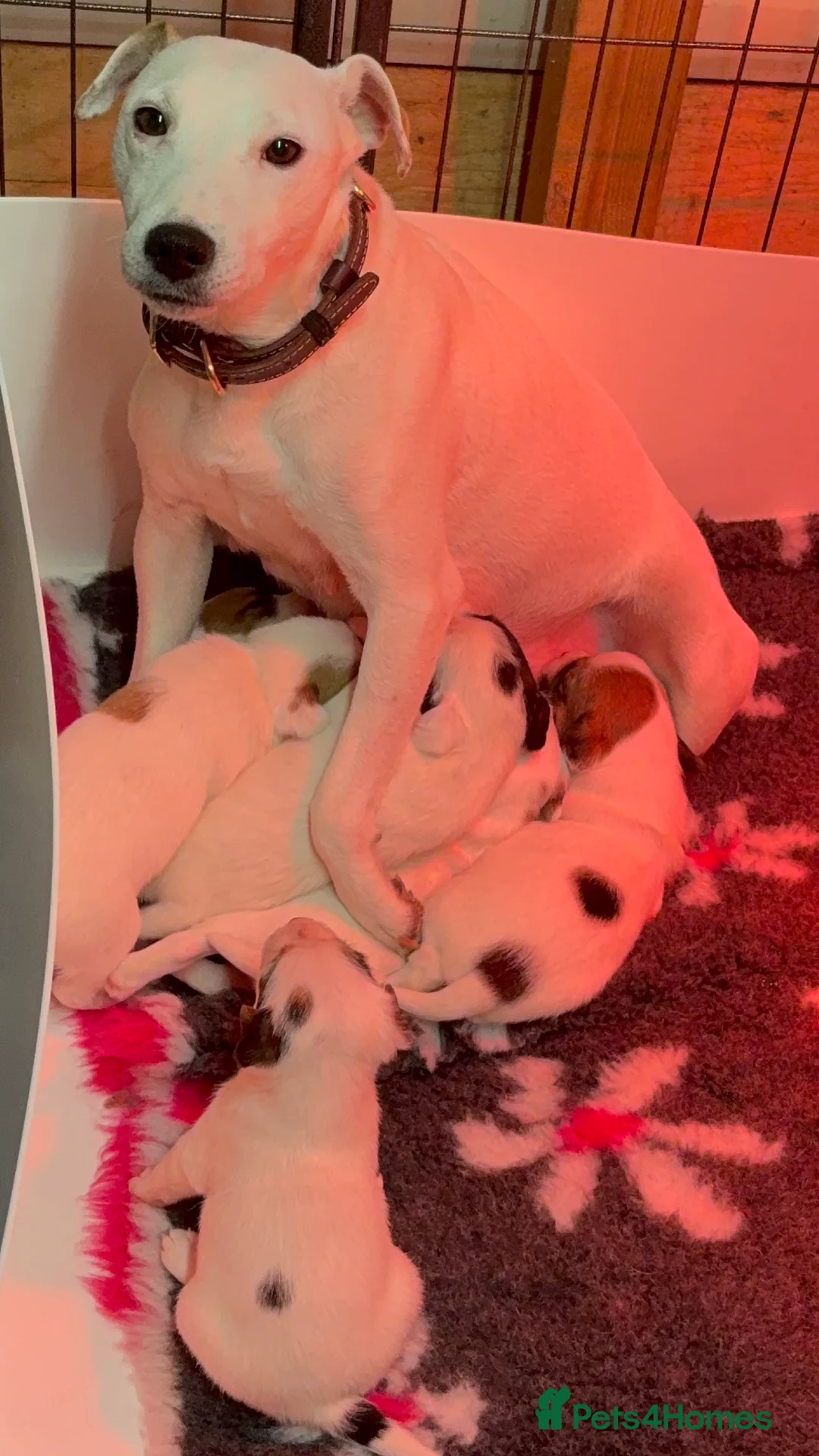 Parson Russell dogs for sale: Exceptional litter of Parson Russell Terrier Pups  - Advert 13