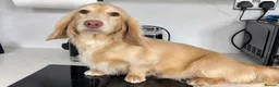 Miniature Dachshund dogs for stud: KC Crème Brûlée 🥮🤏 - Advert 2