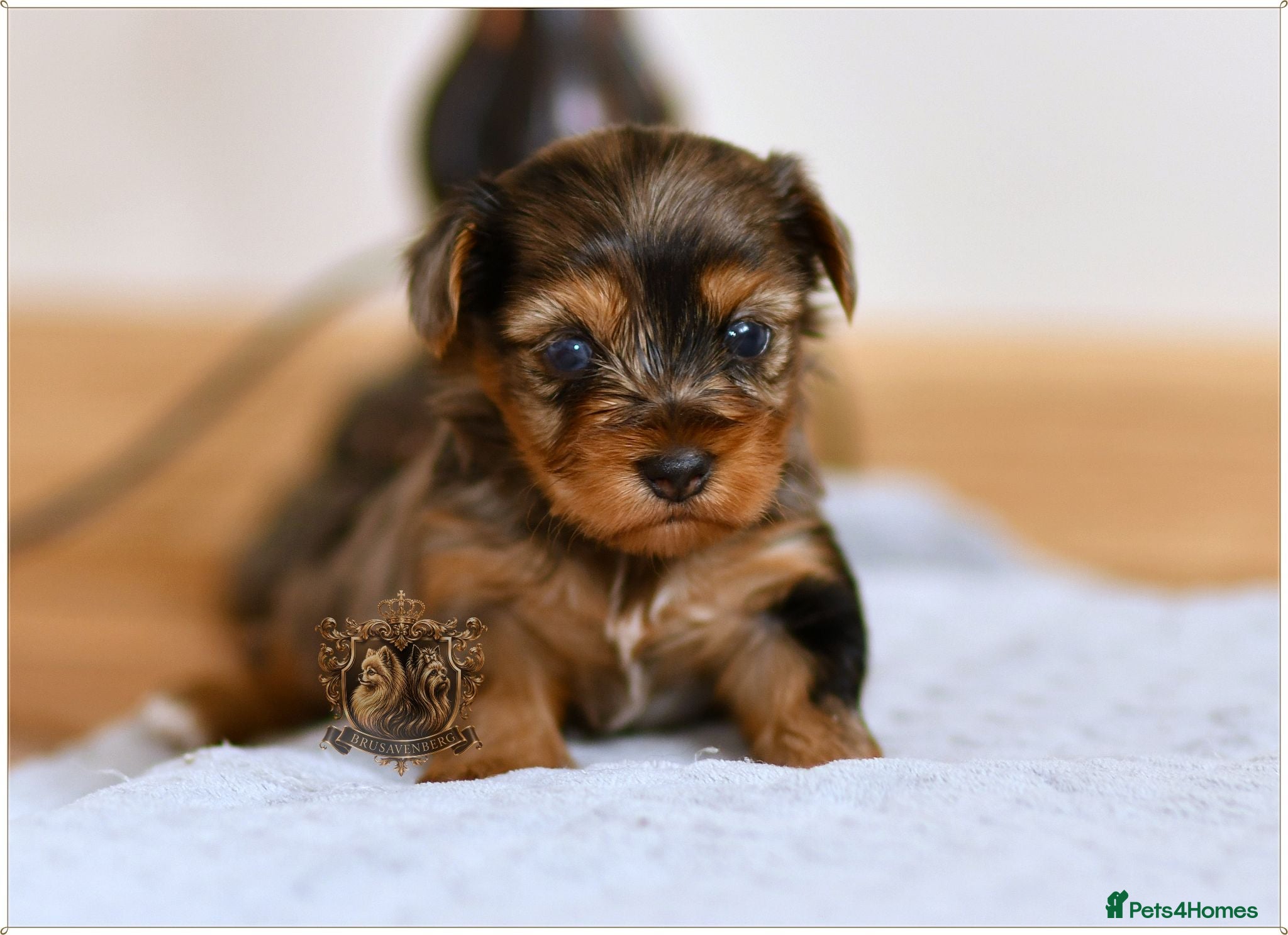 Yorkshire Terrier dogs BLUEBERRY MERLE AND BLACK & TAN BOYS DNA TESTED - Advert 1