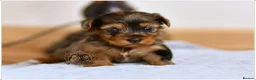 Yorkshire Terrier dogs for sale: BLUEBERRY MERLE AND BLACK & TAN BOYS DNA TESTED - Advert 1