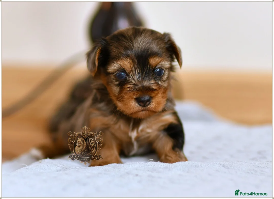 Yorkshire Terrier dogs for sale: BLUEBERRY MERLE AND BLACK & TAN BOYS DNA TESTED - Advert 1