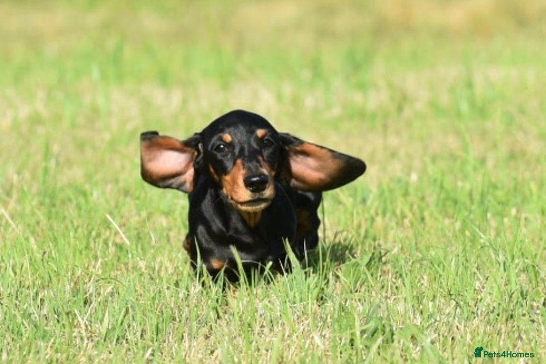 Miniature Dachshund dogs for sale: Mini smooth dachshund one boy available  in Newton Abbot - Image 2
