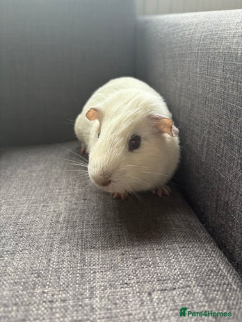 Guinea Pig rodents - Advert 19