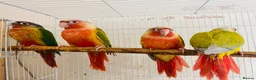 Conures birds for sale: Hand reared conures for sale  - Advert 16