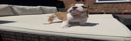 English Bulldog dogs for sale: READY NEXT WEEK - SPECIAL BOY SEEKS HOME - Advert 7