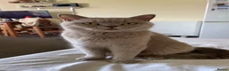 British Shorthair cats for sale: British shorthair lilac  - Advert 9