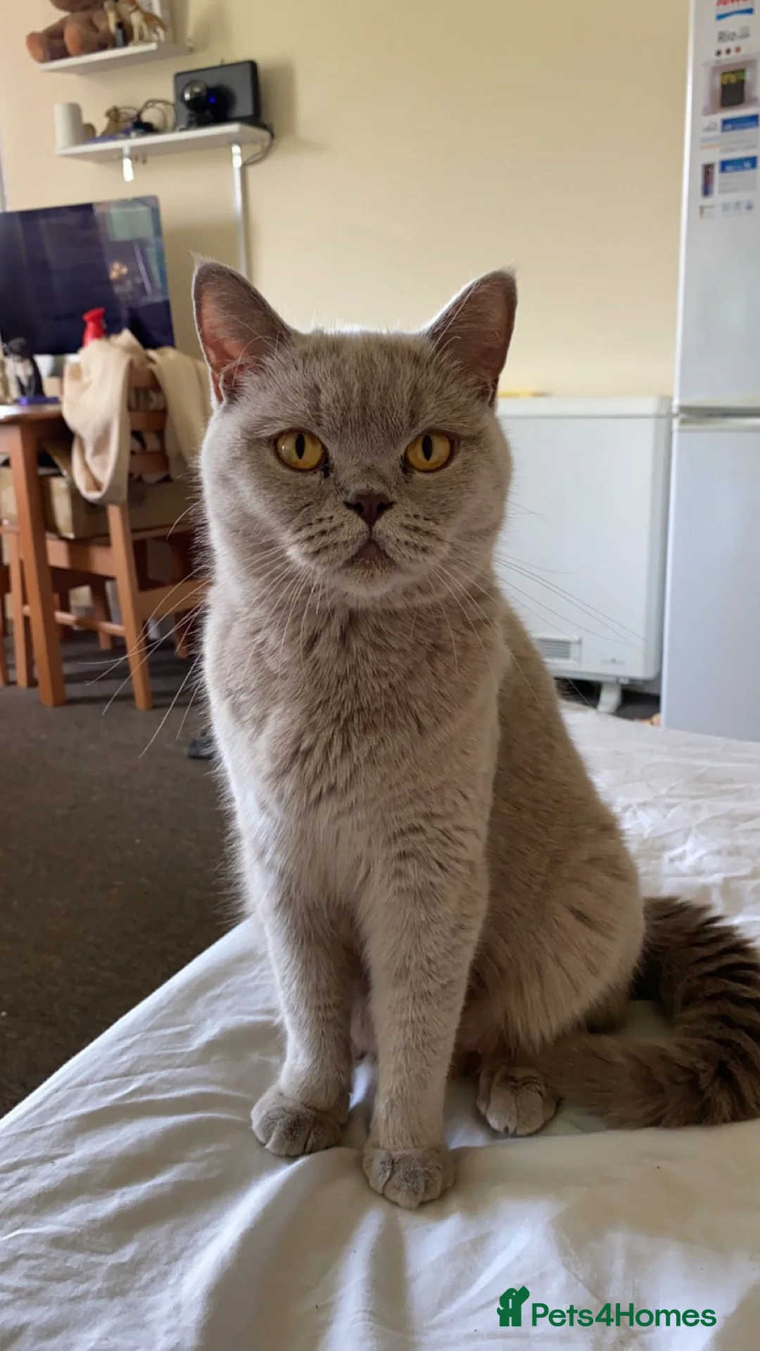British Shorthair cats for sale: British shorthair lilac  - Advert 9