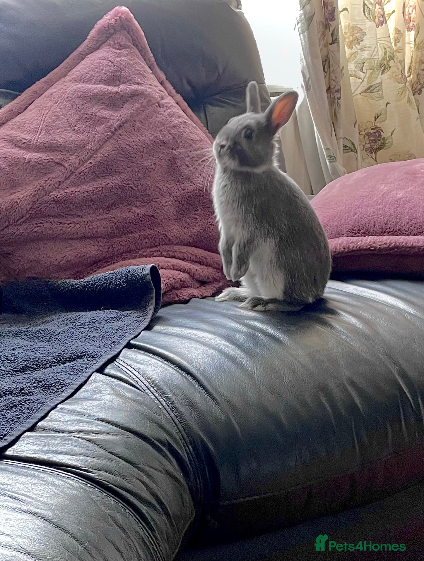 Netherland Dwarf rabbits Netherland Dwarf purebred Baby Rabbits NEW  - Advert 2