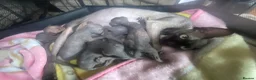 Sphynx cats for sale: Beautiful coloured kittens Spinx   - Advert 8