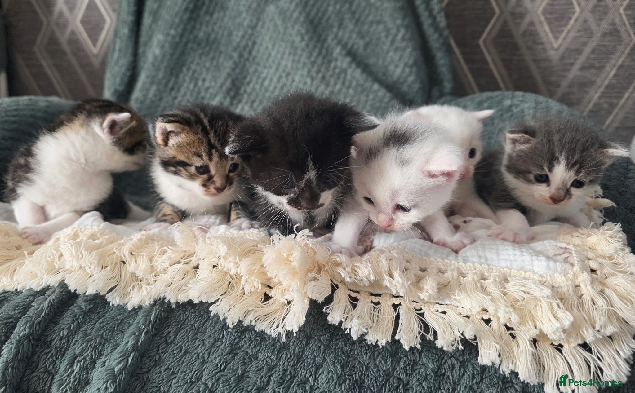 Mixed Breed cats Your New Best Friend is Waiting🐈‍⬛ - Advert 1