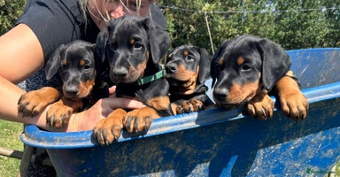 Dobermann dogs - Advert 3