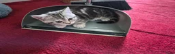Mixed Breed cats for sale: Main Coon Mix - Advert 15