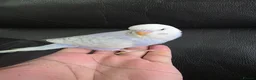 Budgerigars birds for sale: Hand tamed baby budgies for sale  in Walsall - Advert 14