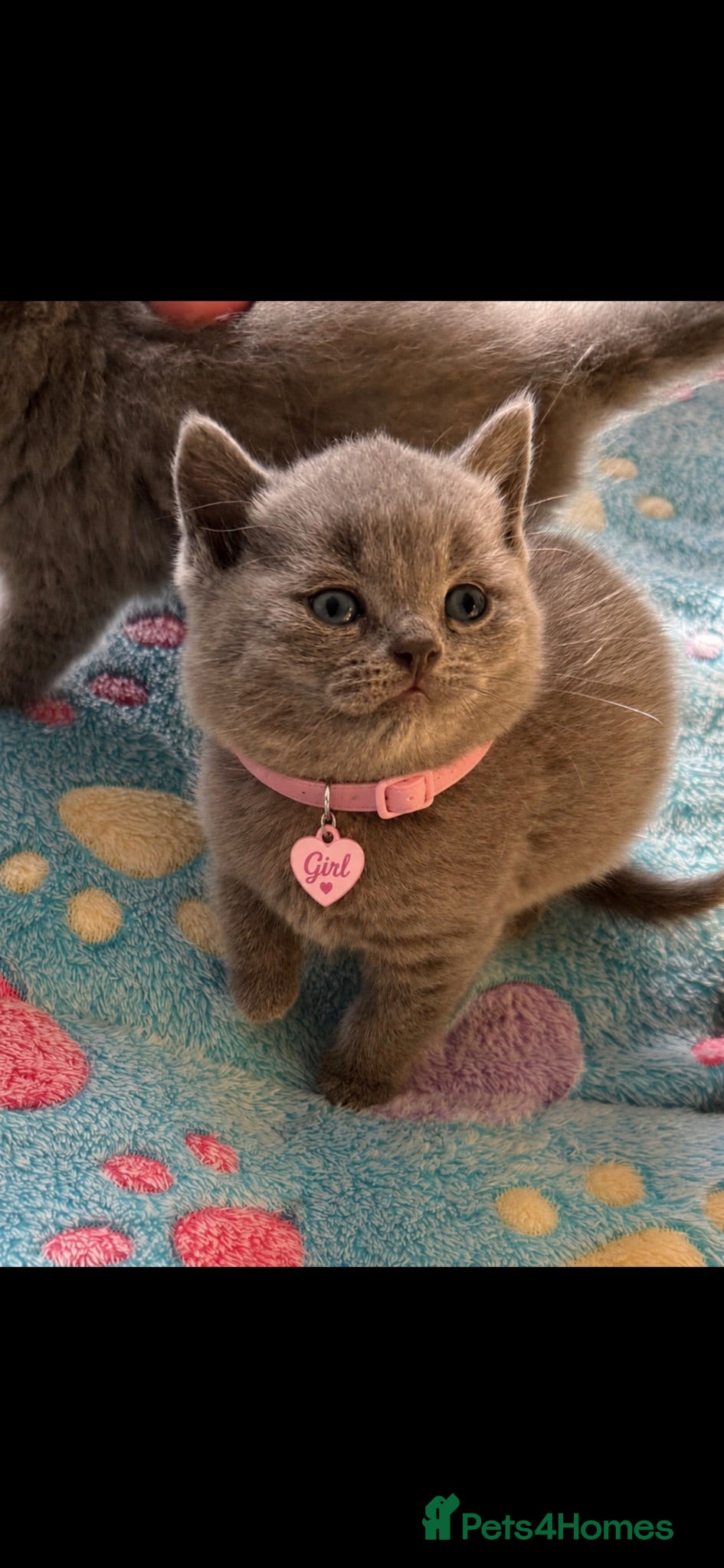 British Shorthair cats Blue & Lilac Pedigree British Shorthair - Advert 1