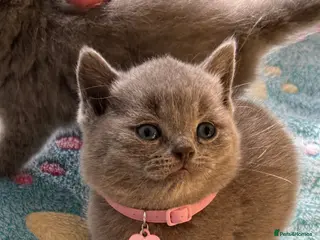 British Shorthair cats Blue & Lilac Pedigree British Shorthair - Advert 1