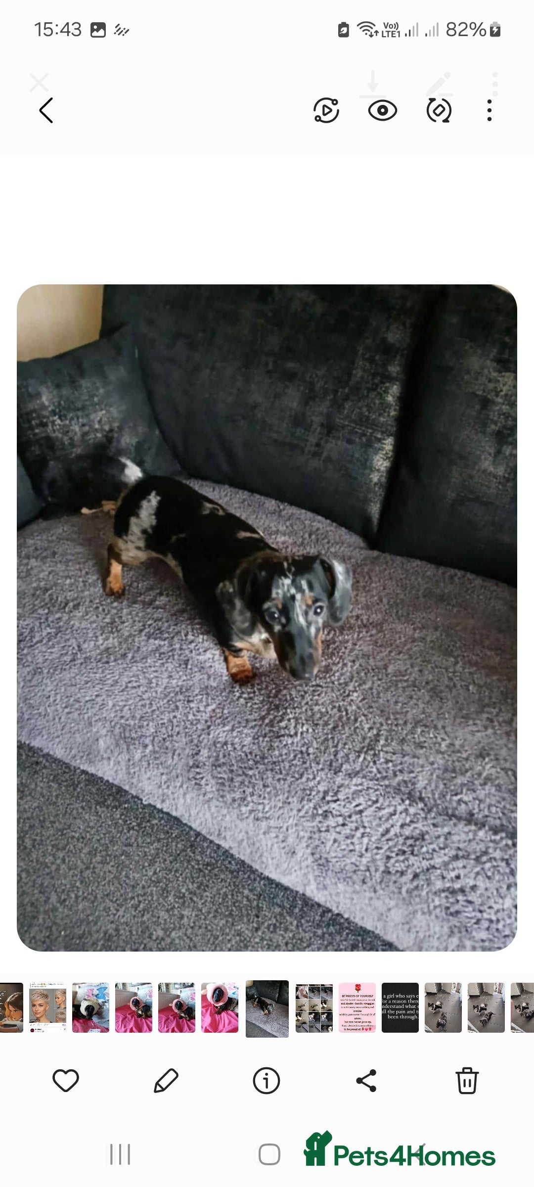 Dachshund dogs for sale: Miniture Dauchound girl - Advert 5