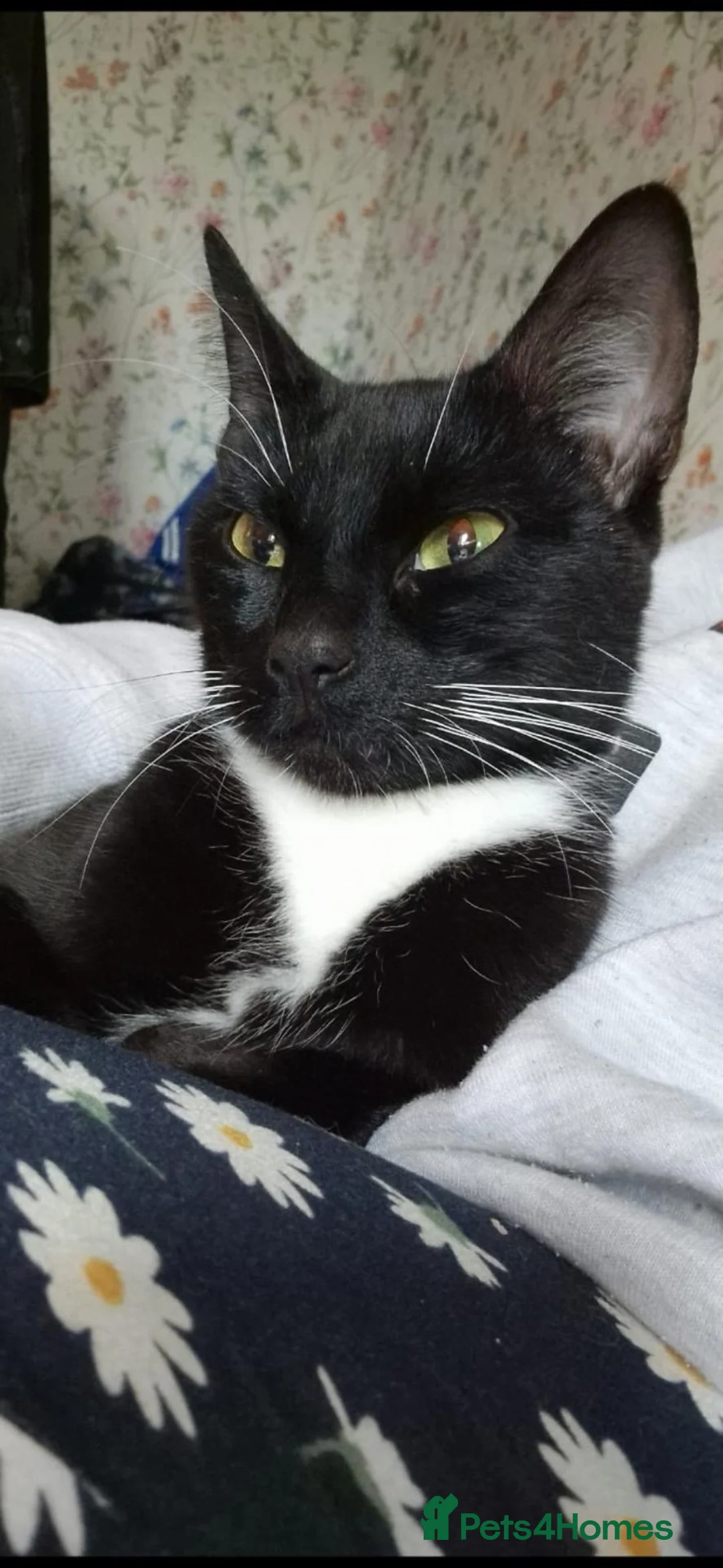 Domestic Shorthair cats for sale: 4 year old female and 3 year old male. - Advert 8