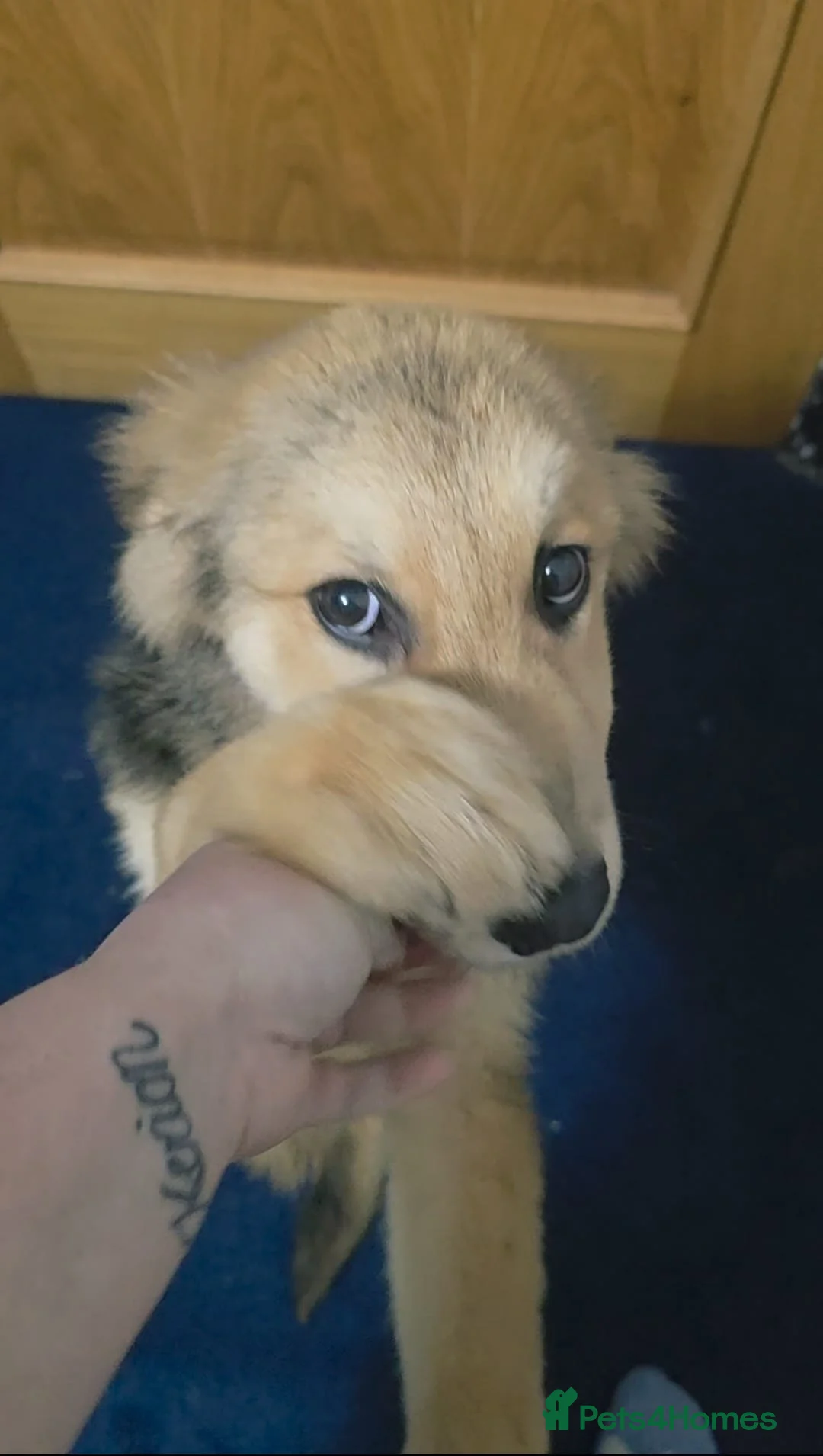 Mixed Breed dogs for sale: St Bernese X white swiss Shepard puppy - Advert 5