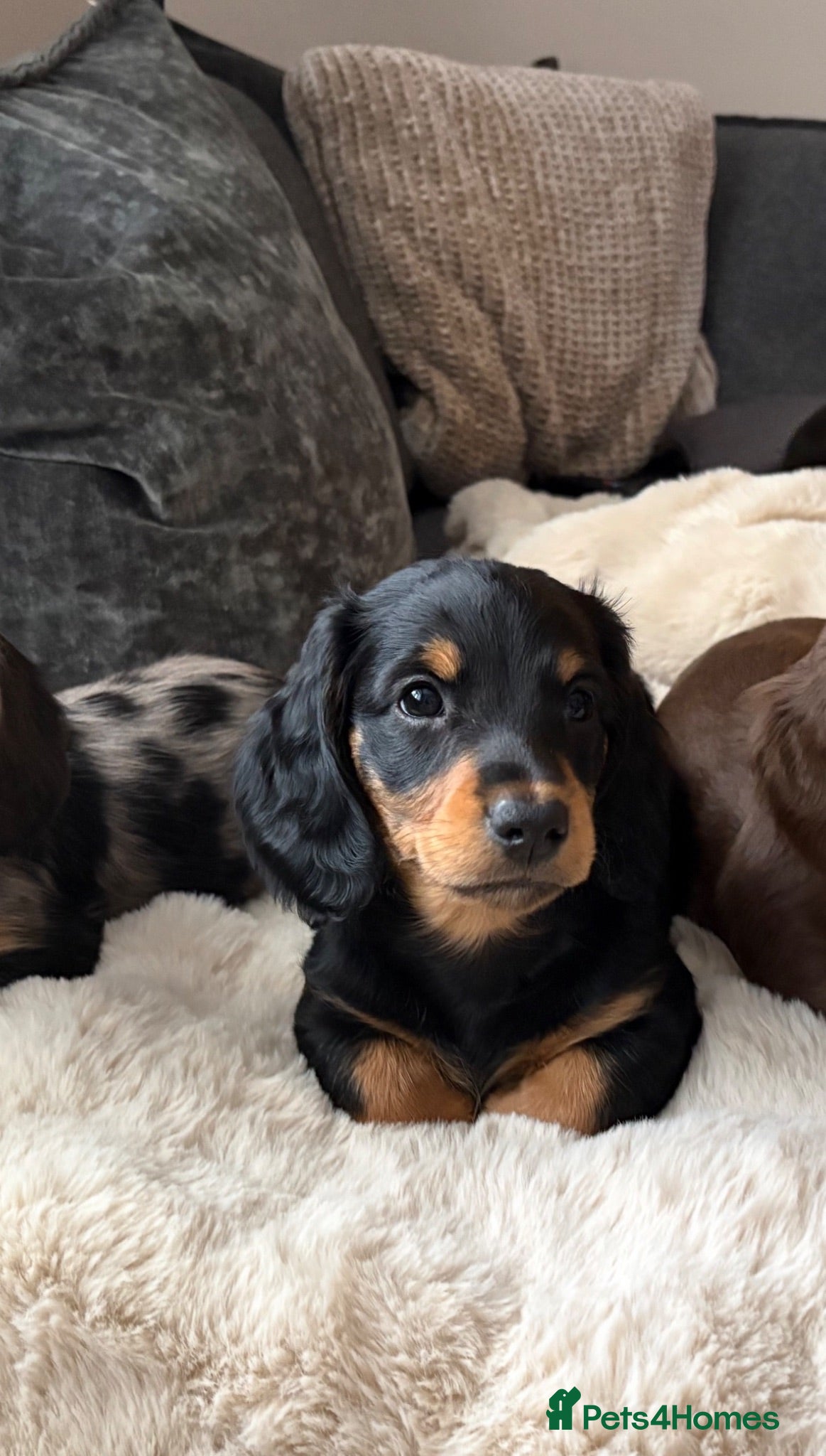 Dachshund dogs KC Standard long haired dachshund  - Advert 6