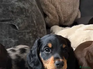 Dachshund dogs KC Standard long haired dachshund - Advert 6