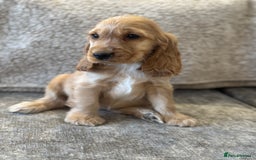Cocker Spaniel dogs for sale: BEAUTIFUL KC SHOW TYPE COCKER SPANIELS  - Image 36
