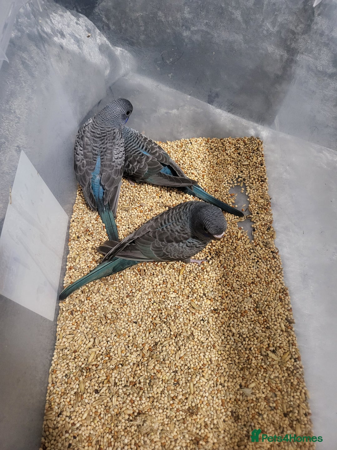 Budgerigars birds for sale: Blackface/blackwing - Advert 3