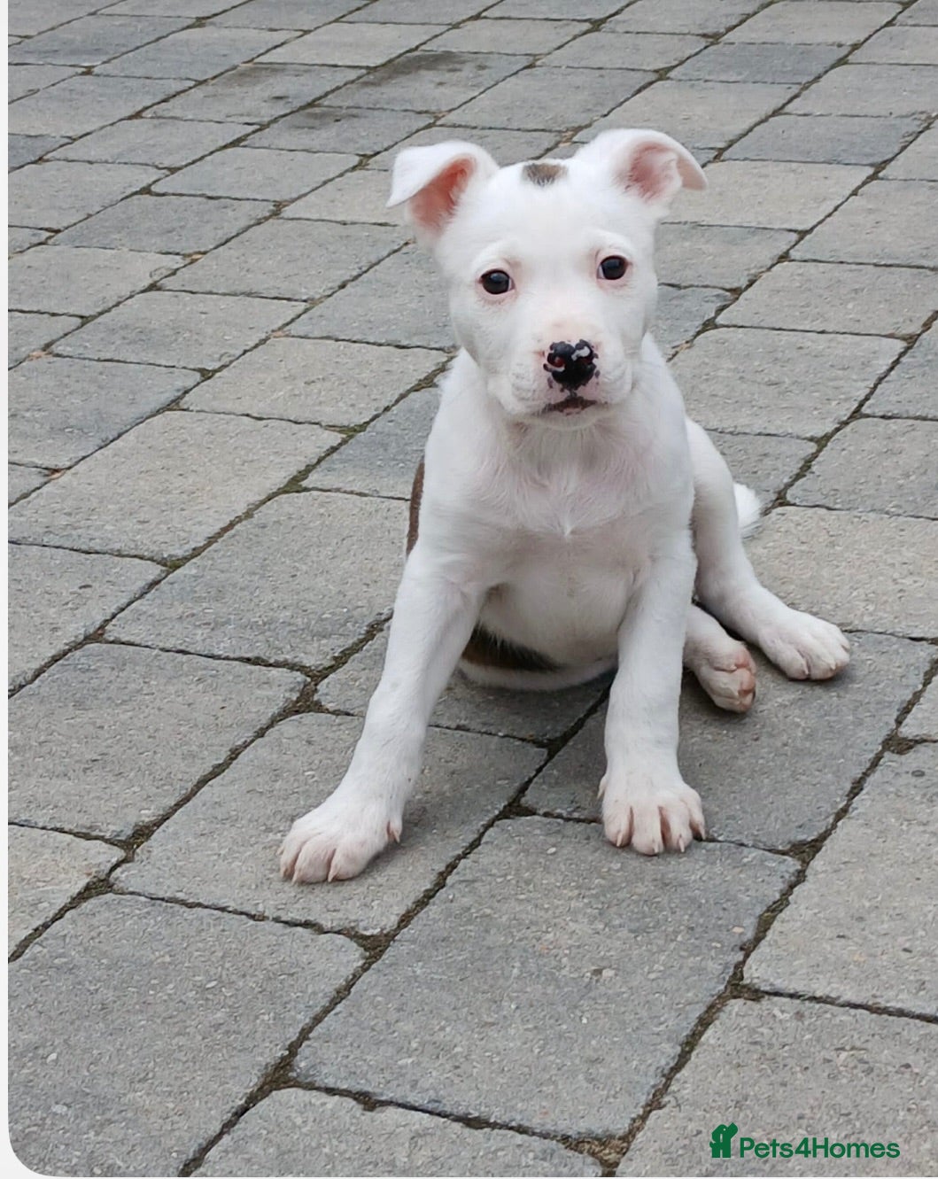 Mixed Breed dogs ✨Milo✨  MED/L PUP 🐾 - Advert 2