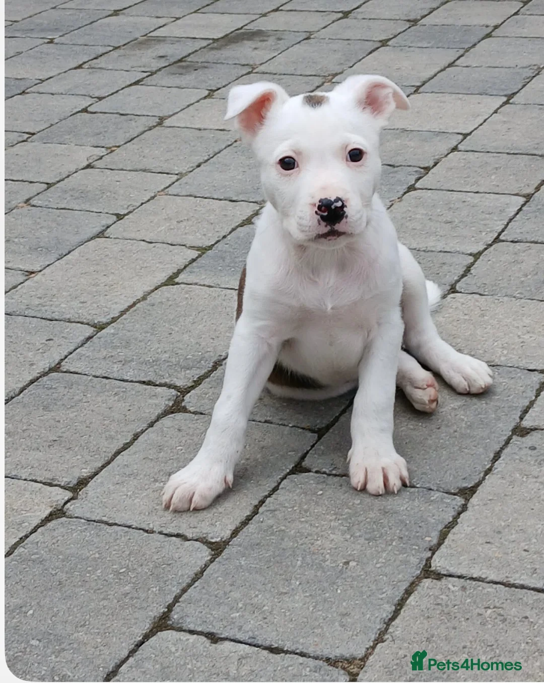 Mixed Breed dogs for sale: ✨Milo✨  MED/L PUP 🐾 - Advert 1