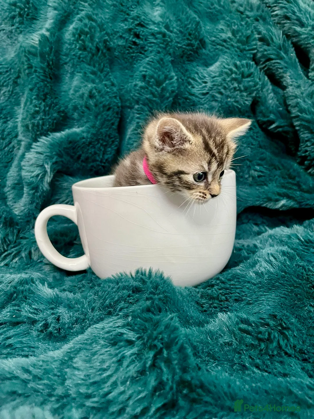 Maine Coon cats for sale: Last 2 kittens available  - Advert 14