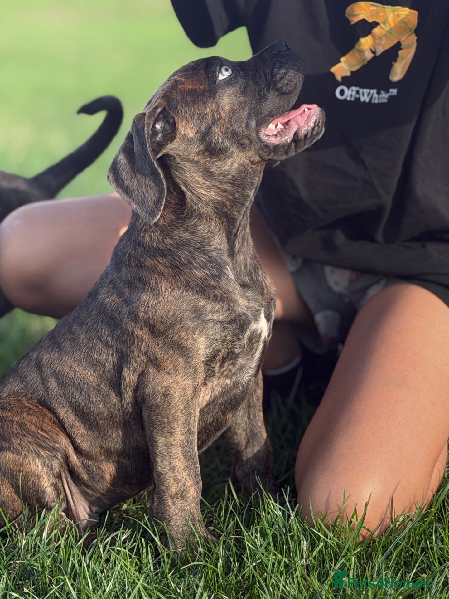 Cane Corso dogs ‼️Offers Welcme‼️ Balestra Magica Corso FCI - Advert 2