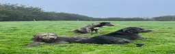 Irish Wolfhound dogs for stud: Irish Wolfhound Stud - Advert 8